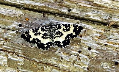 Speerpuntspanner, Rheumaptera hastata.jpg